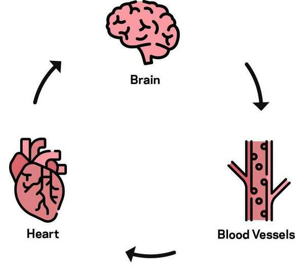 A informational graphic of a brain, blood vessels, and heart.