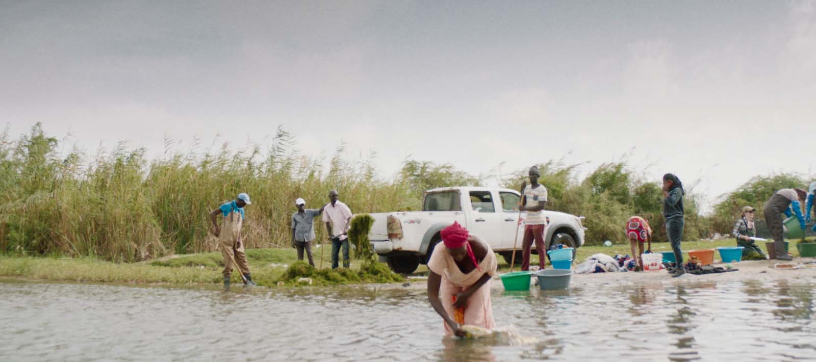 A group of people pull vegetation from the water and collect it in buckets to go on a white pickup truck.