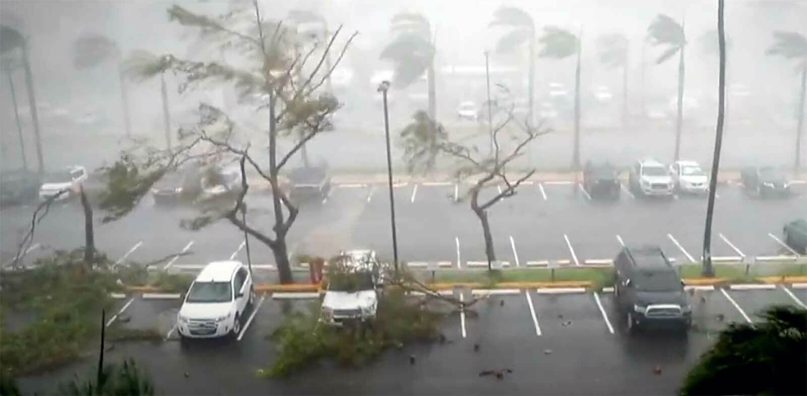 High winds from a hurricane damages trees and cars in a parking lot.