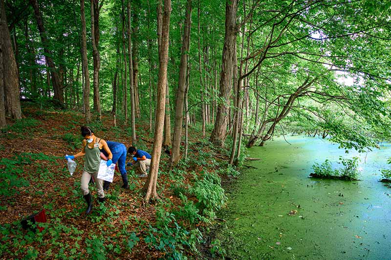 Three people collect garbage from a wooded area next to a swampy body of water covered in green algae. 