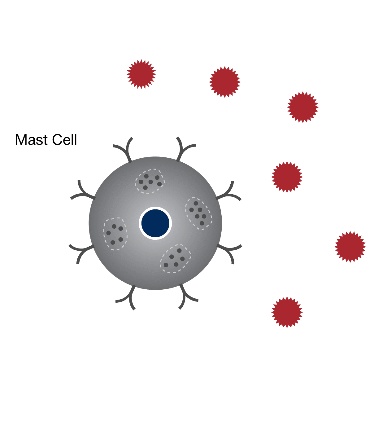 A mast cell surrounded by allergens