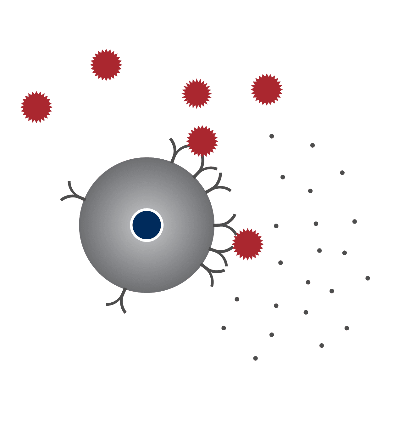 Allergens attaching to the mast cells receptors