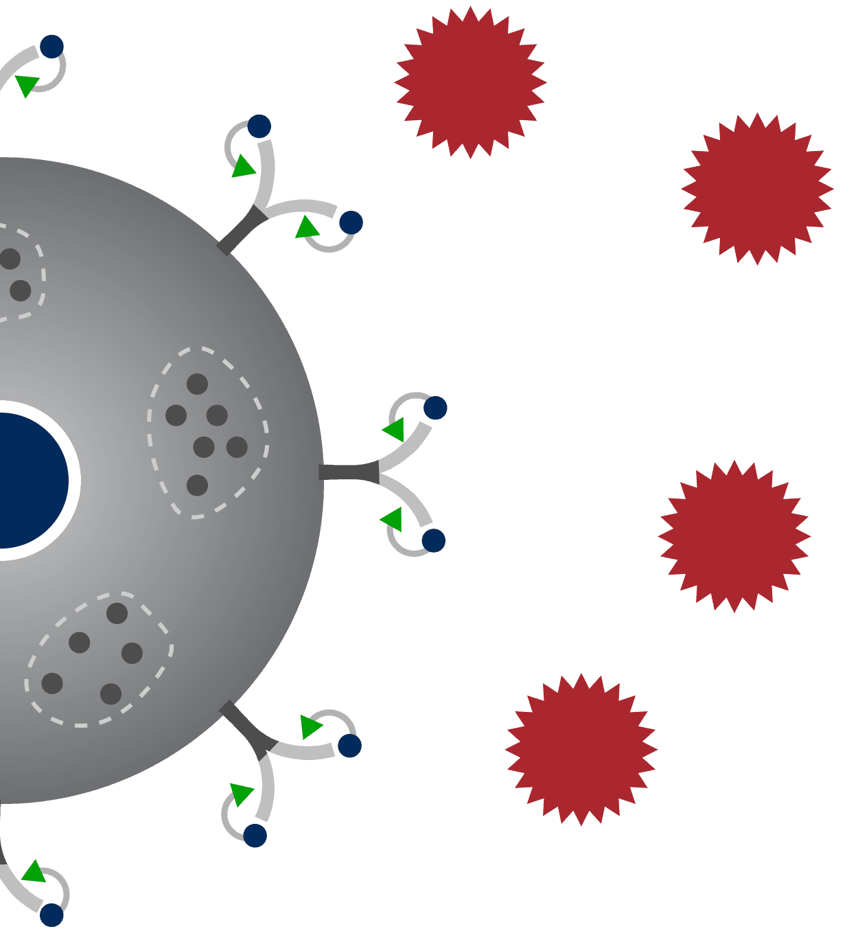Inhibitors attached to the receptor complex on the mast cell