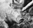 Pig Chase