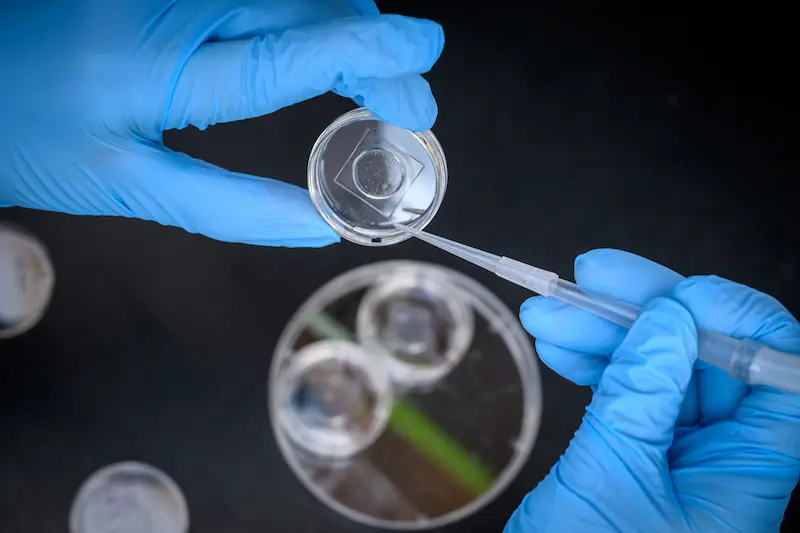 A top-down view shows two gloved hands working with a pipette over a clear circular dish containing a liquid sample, with other dishes nearby.
