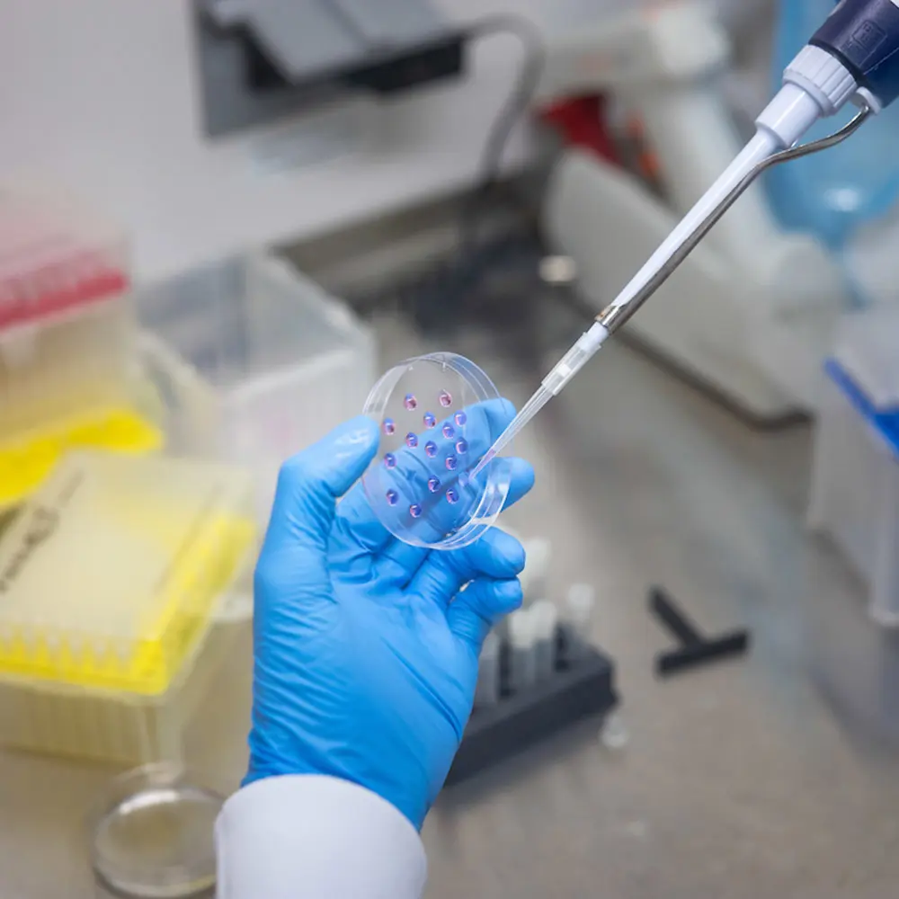 A hand in a blue glove uses a pipette to add liquid to a clear petri dish containing multiple small purple samples.